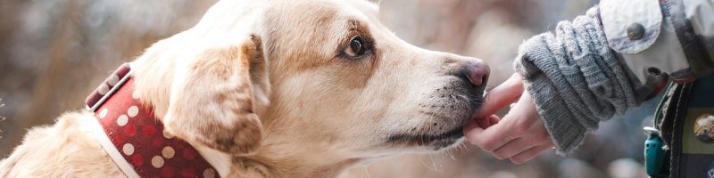 my lovely dog